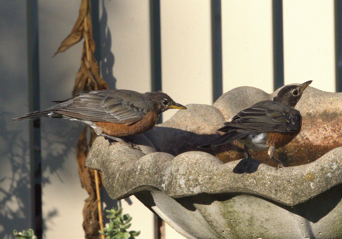 American Robin - ML623126970