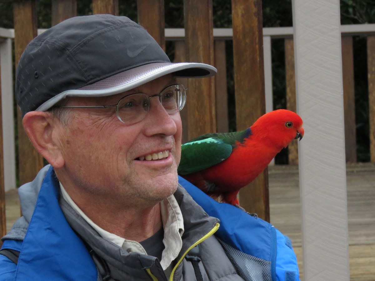 Australian King-Parrot - Roger Robb