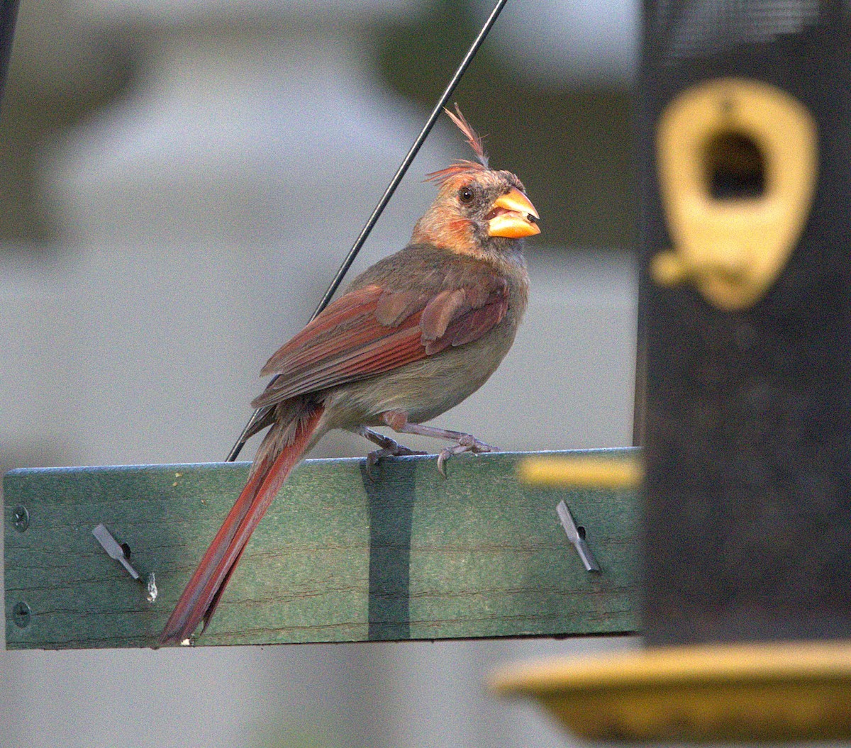 Northern Cardinal - ML623126988