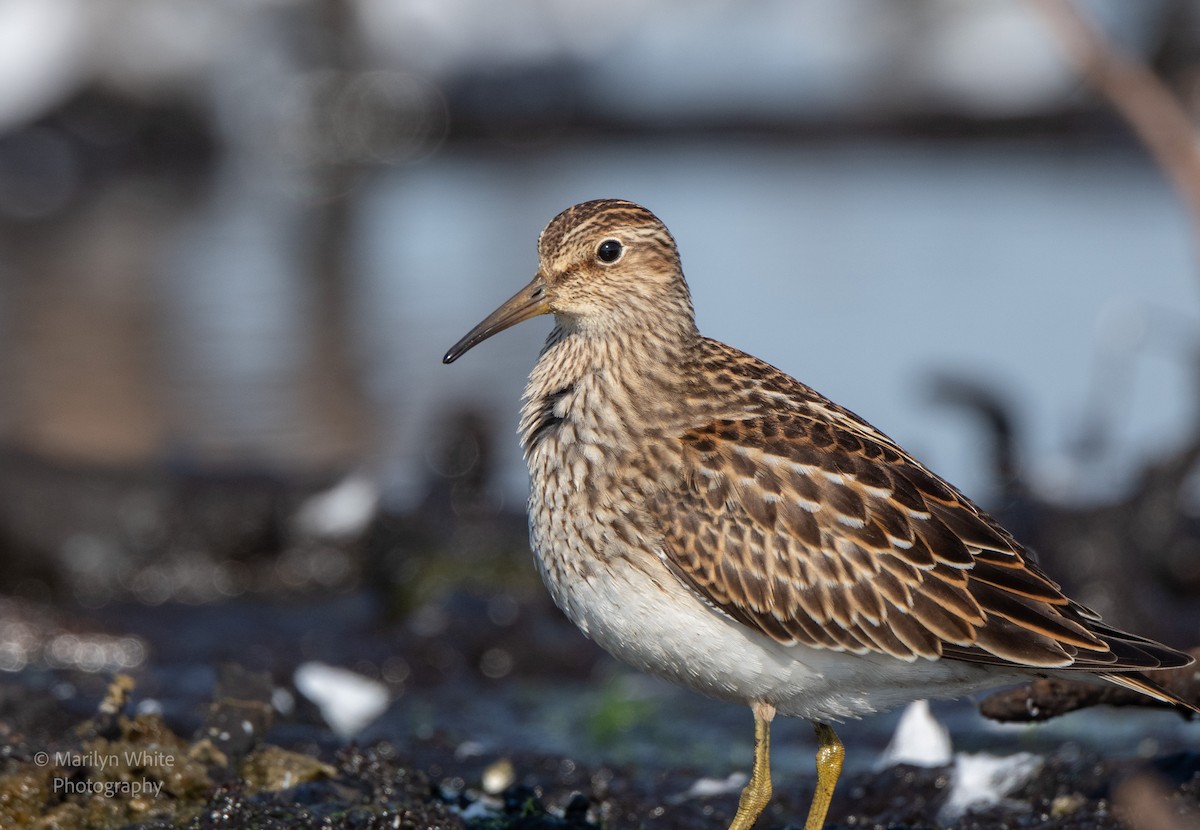 Pectoral Sandpiper - ML623127052