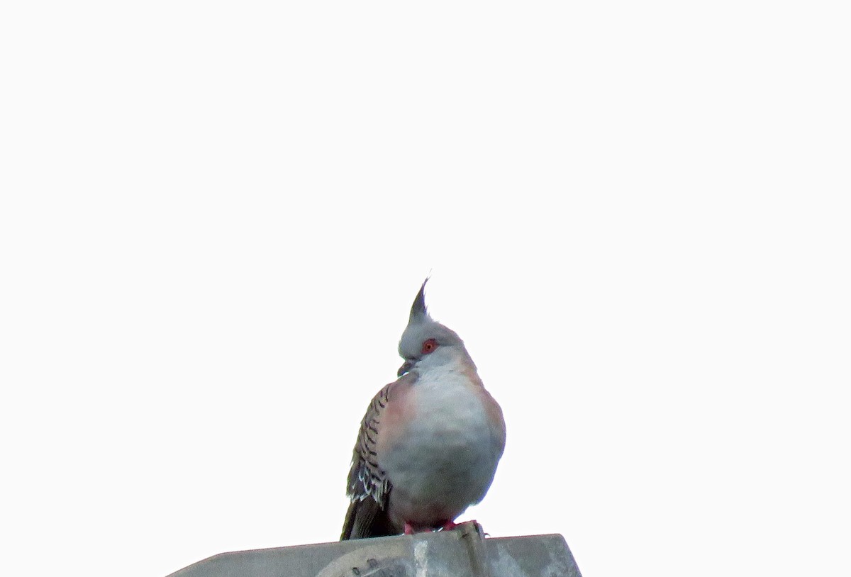 Crested Pigeon - ML623127067