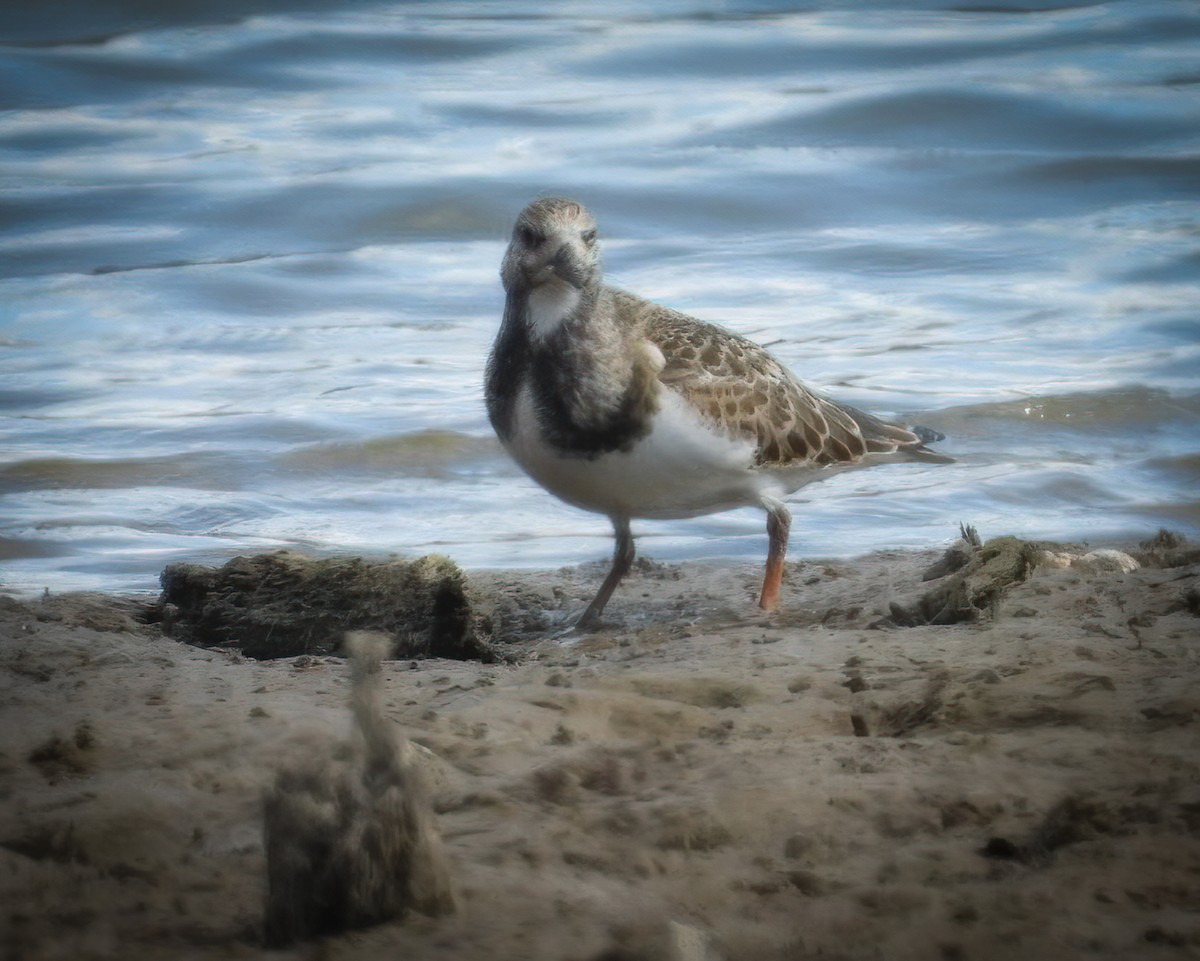 Ruddy Turnstone - ML623127073