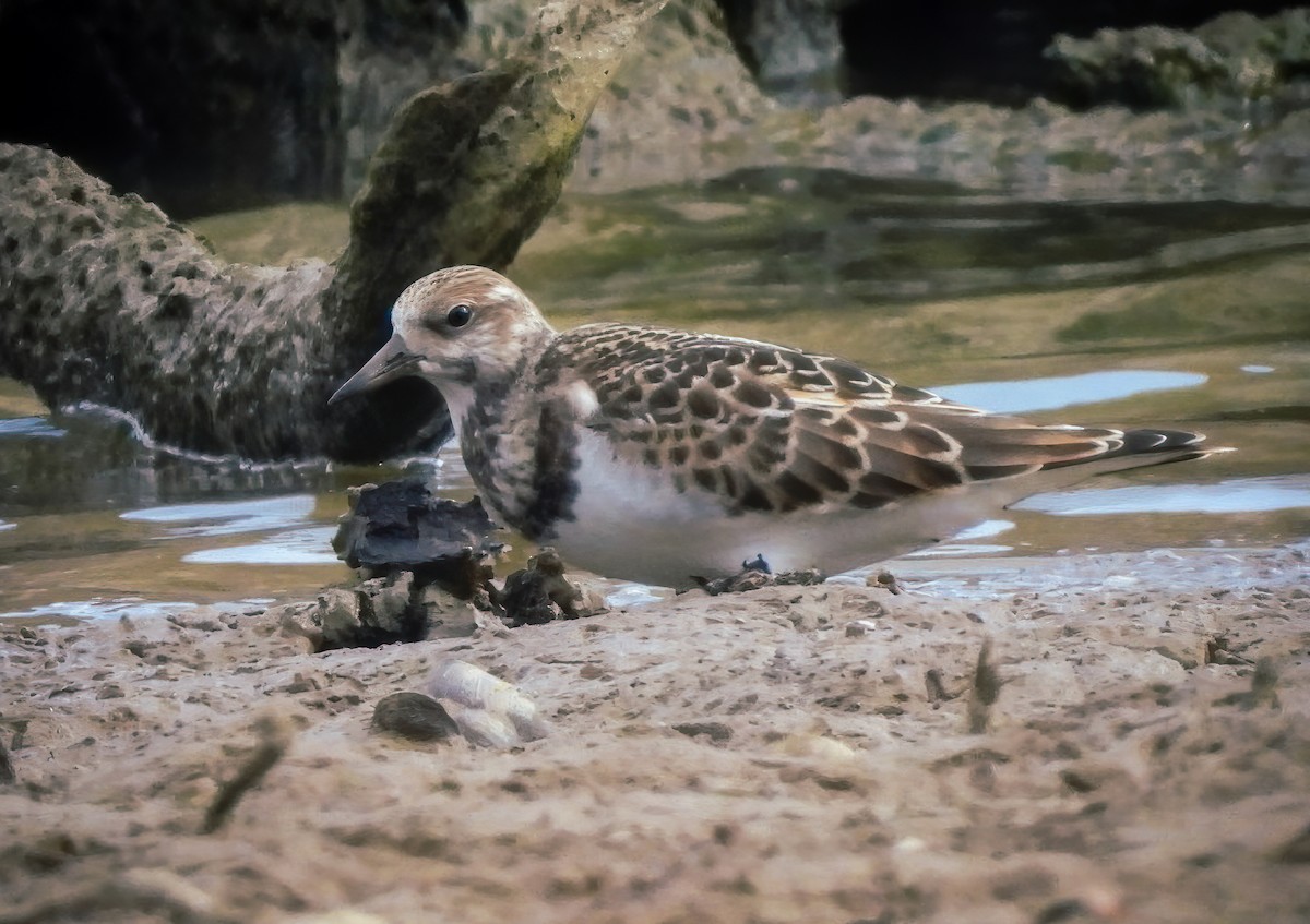 Ruddy Turnstone - ML623127076