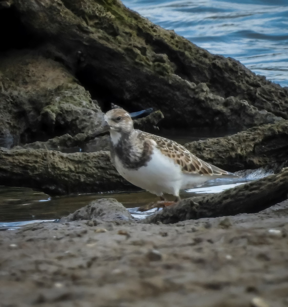 Ruddy Turnstone - ML623127086