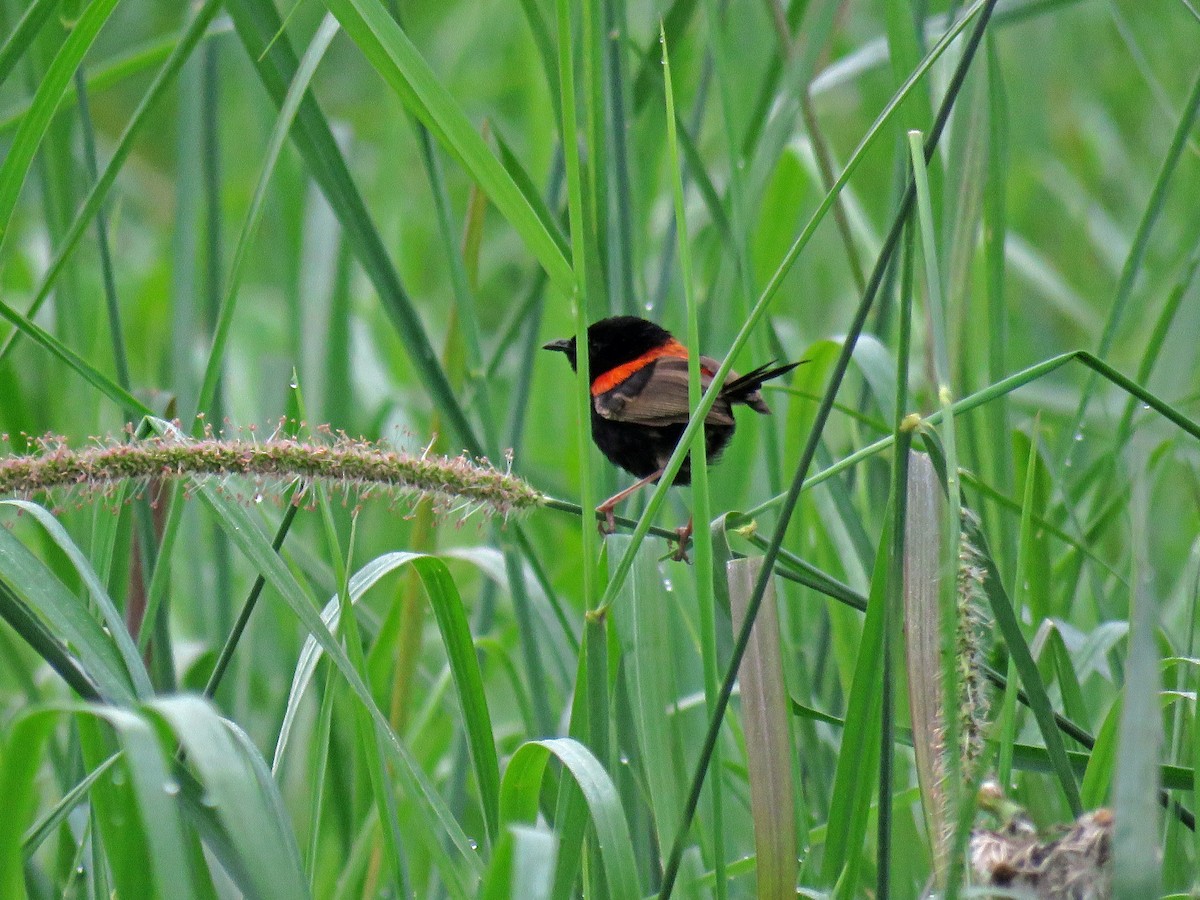 Red-backed Fairywren - ML623127100