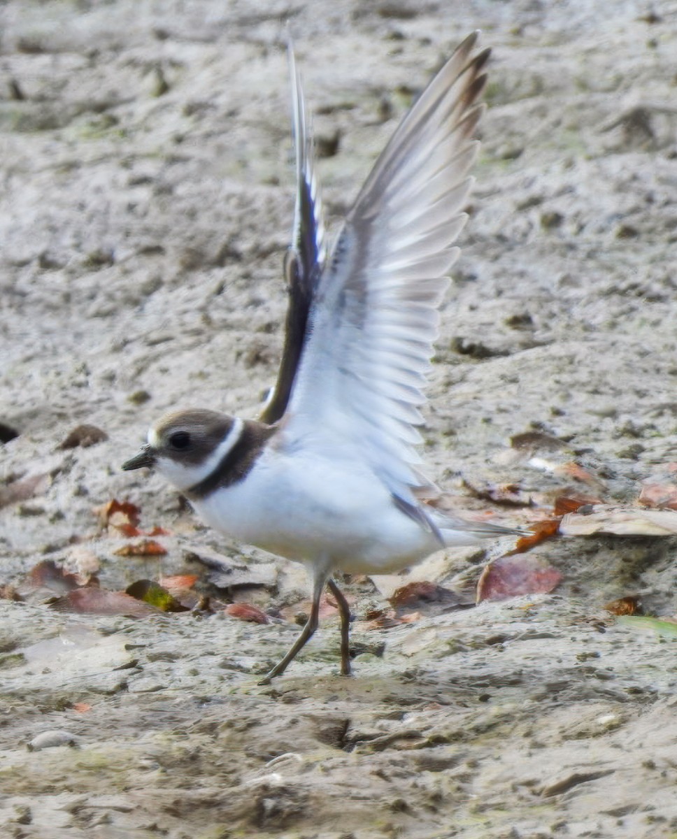 Semipalmated Plover - ML623127103