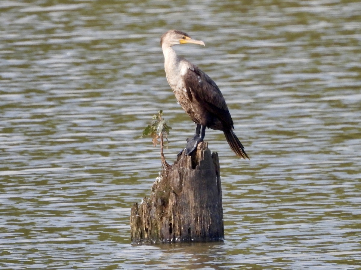 Double-crested Cormorant - ML623127236