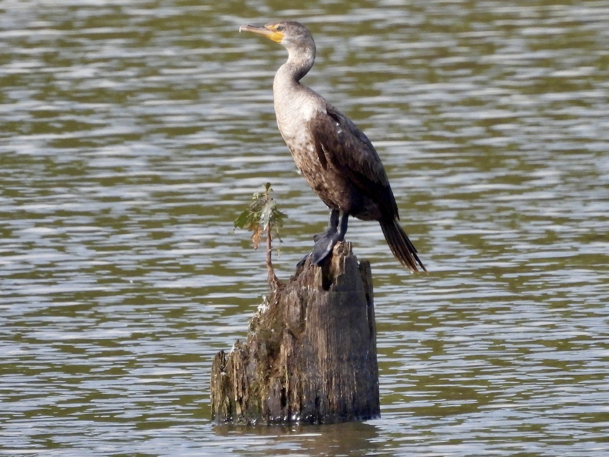 Double-crested Cormorant - ML623127237