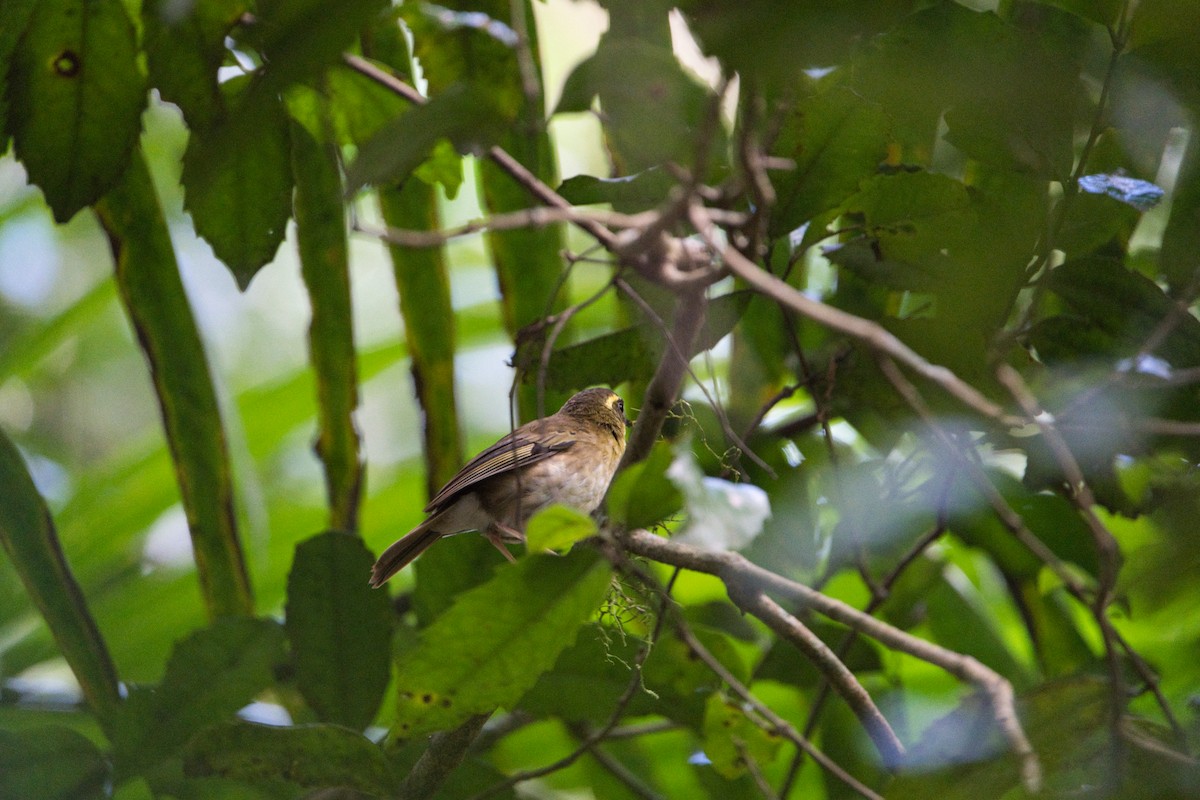 Yellow-throated Scrubwren - ML623127352