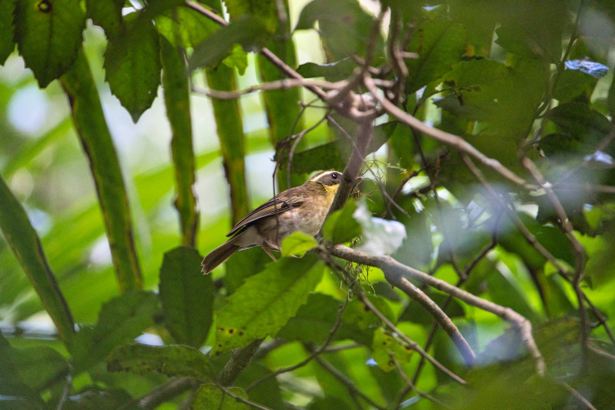 Yellow-throated Scrubwren - ML623127353