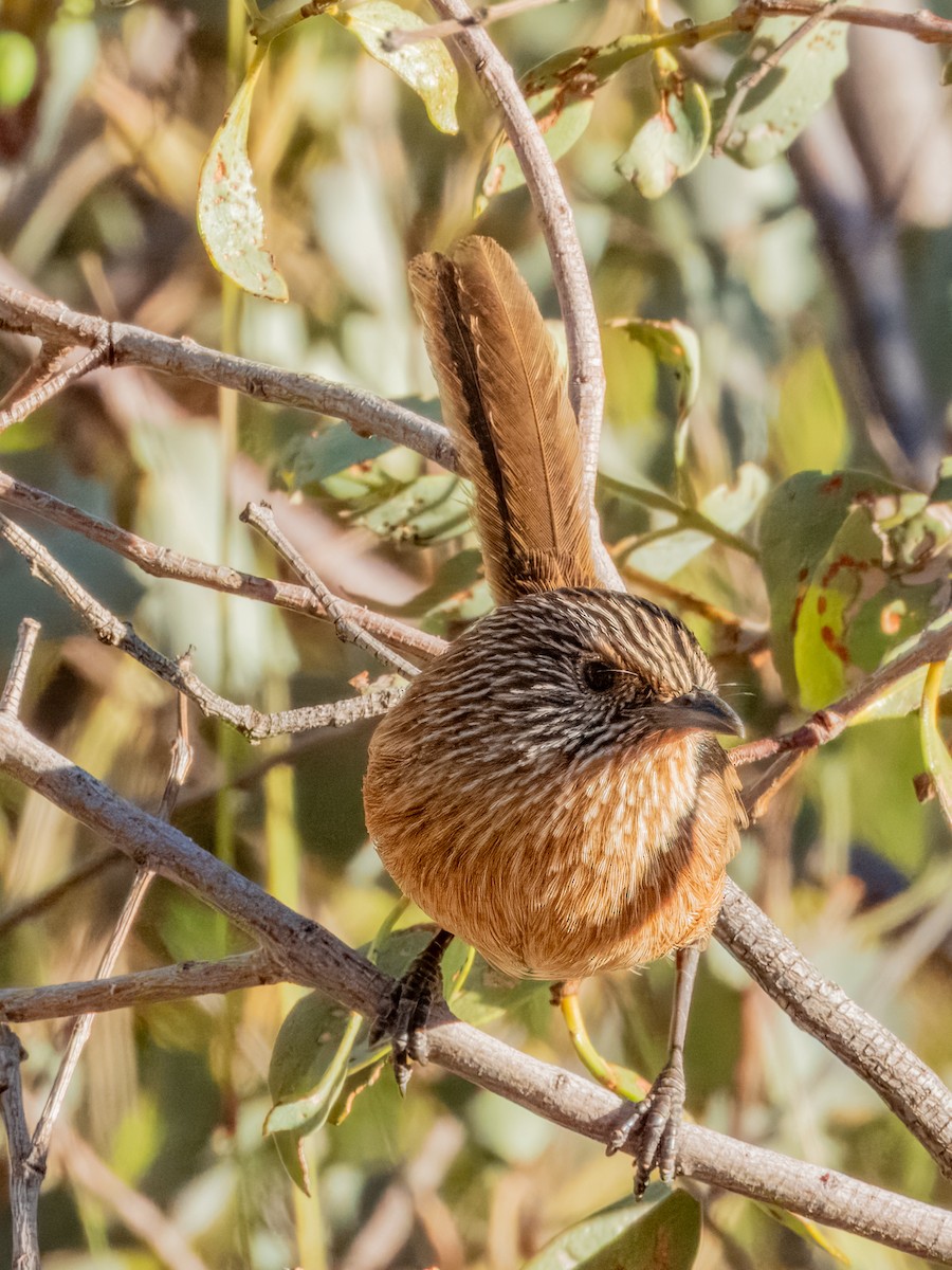 Dusky Grasswren - ML623127391