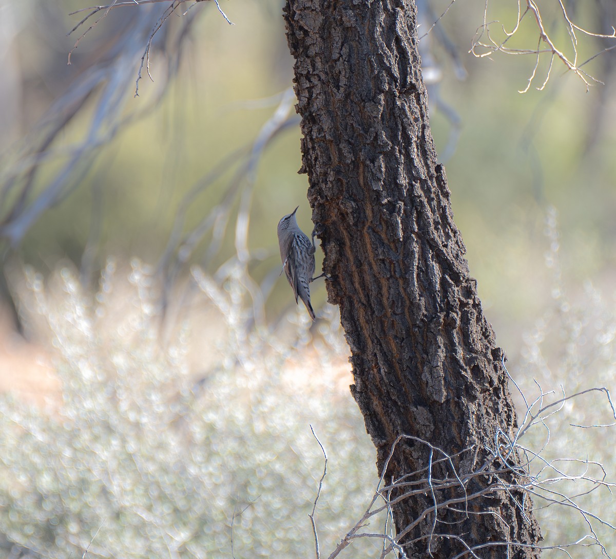 White-browed Treecreeper - ML623127409