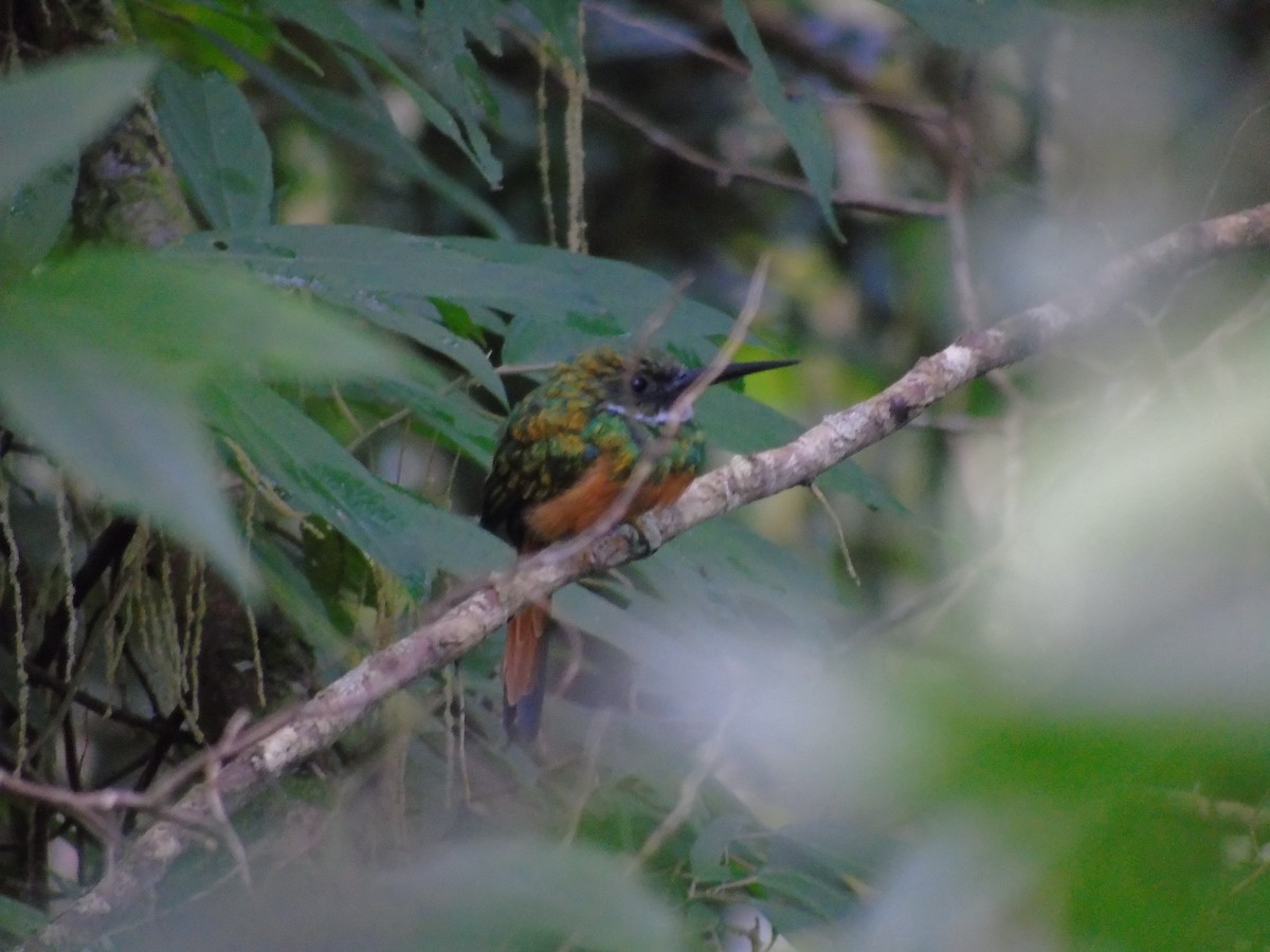 Jacamar à queue rousse - ML623127504