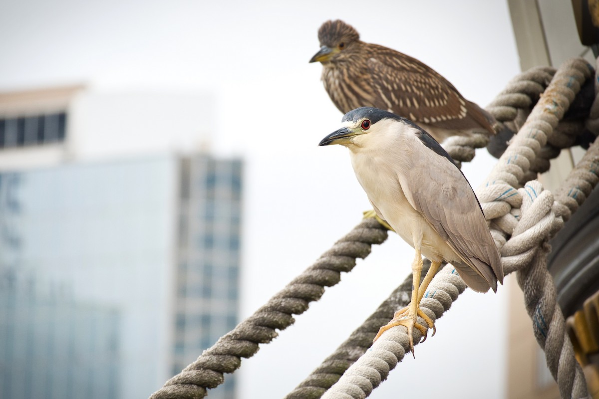 Black-crowned Night Heron - Andrew Tao