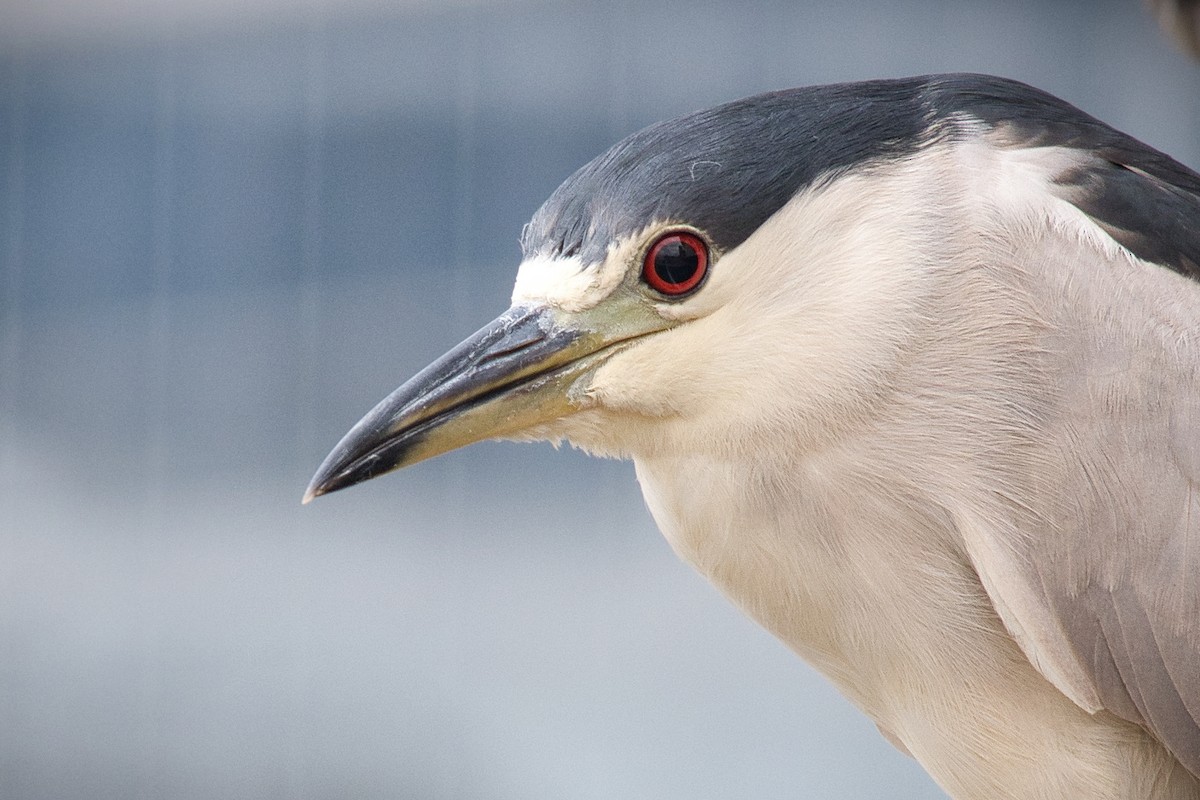 Black-crowned Night Heron - ML623127582