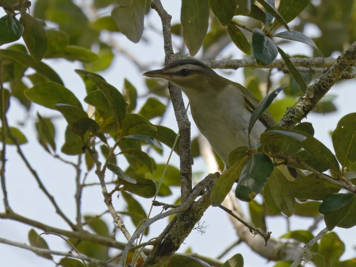 Red-eyed Vireo - ML623127608
