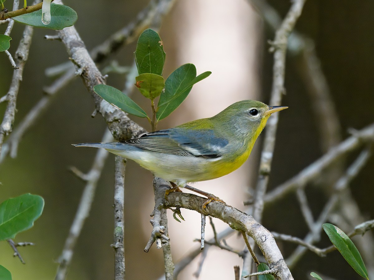 Northern Parula - ML623127615