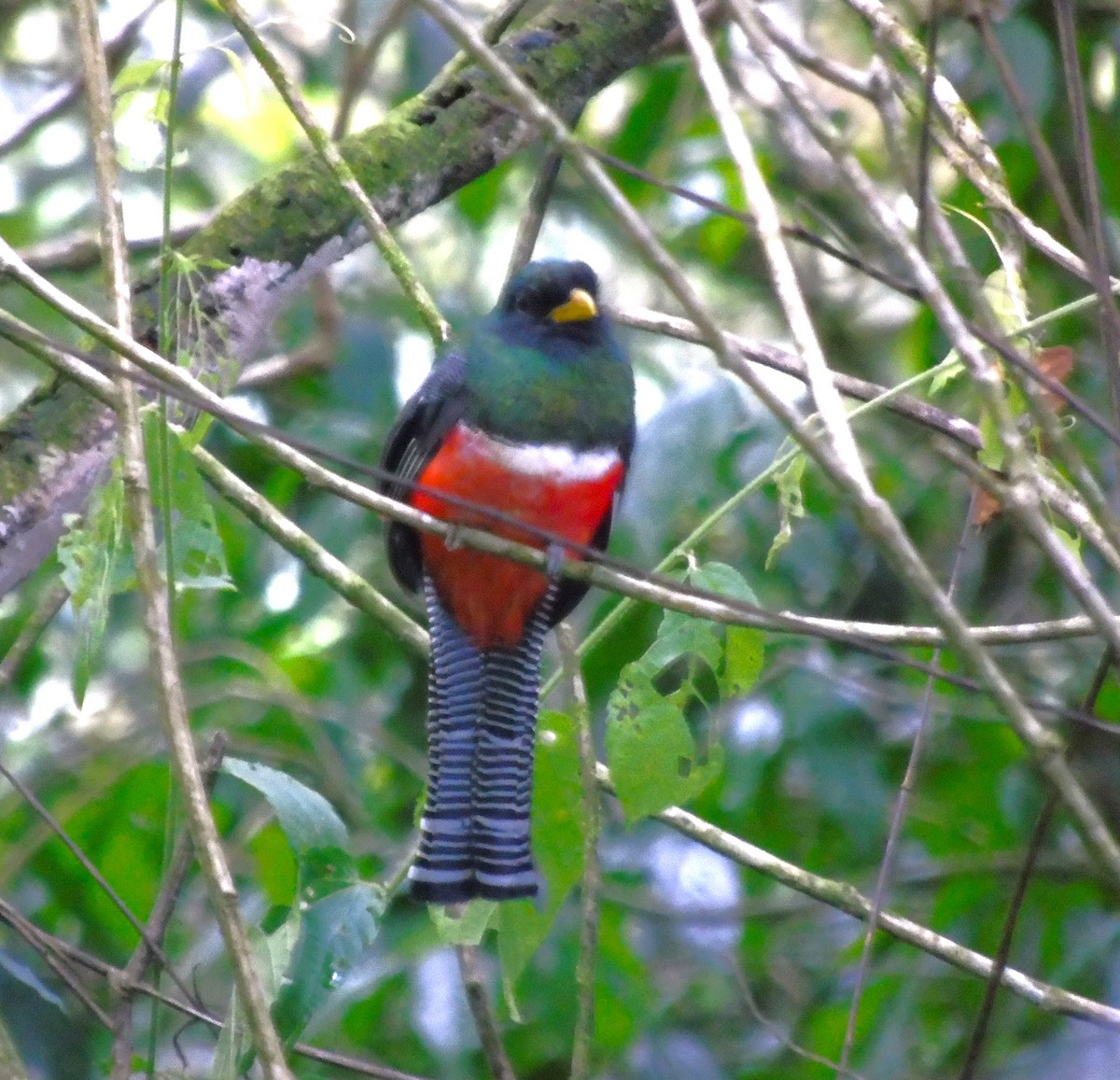 Collared Trogon - ML623127627