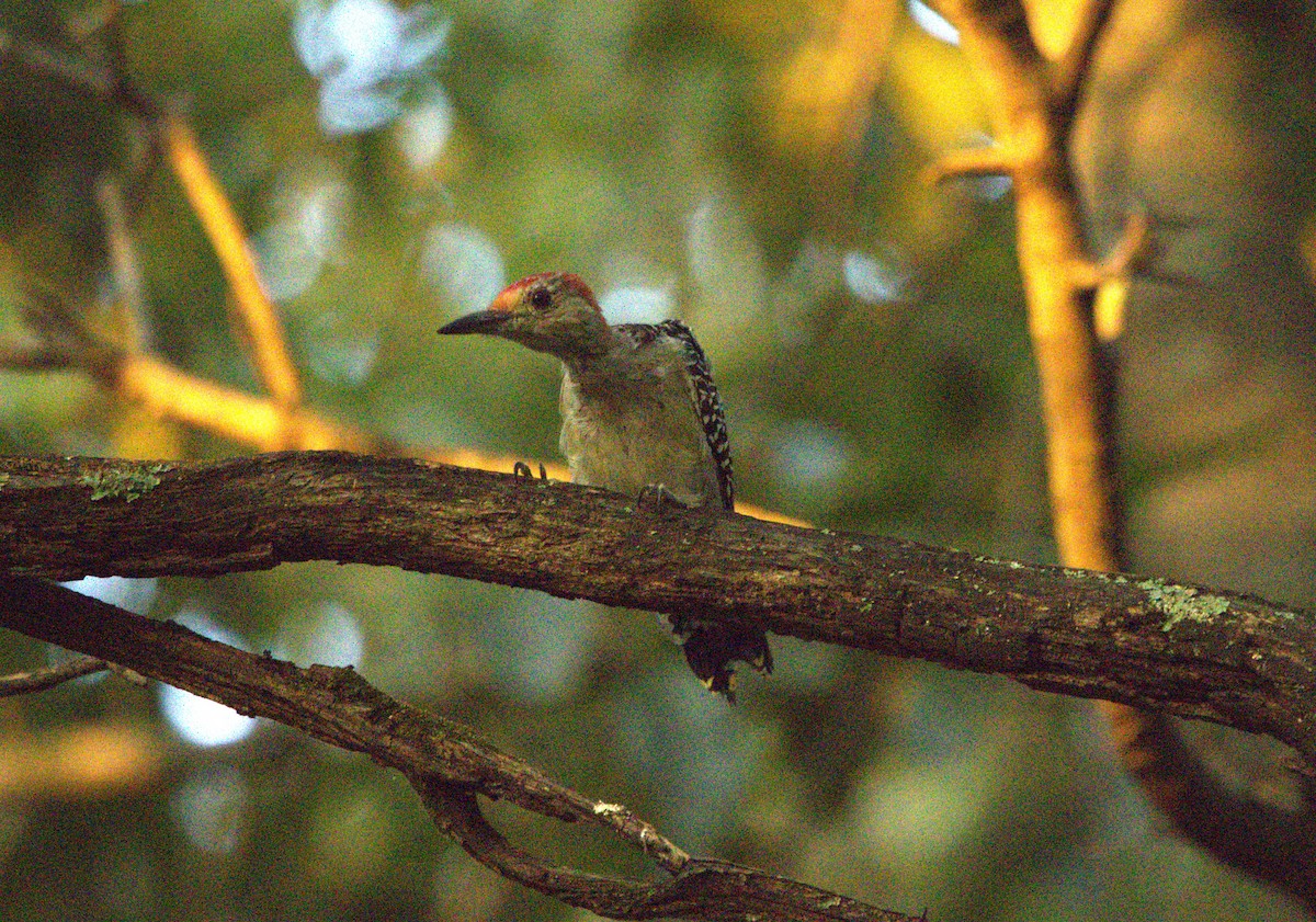 Red-bellied Woodpecker - ML623127697