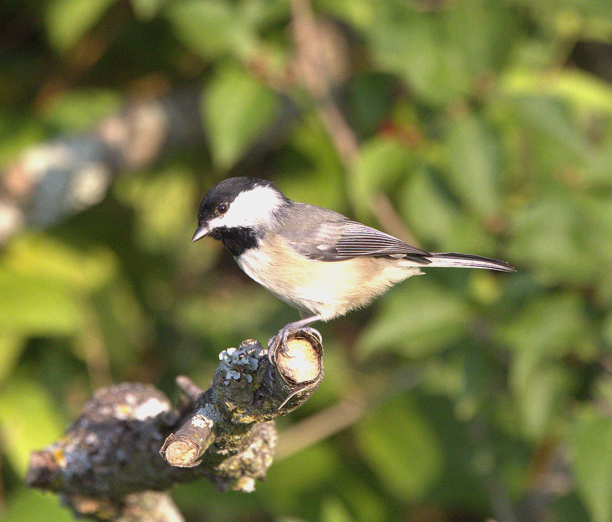 Carolina Chickadee - ML623127708