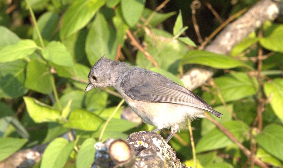 Tufted Titmouse - ML623127710