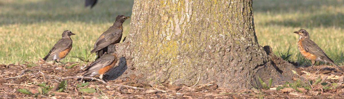 American Robin - ML623127715