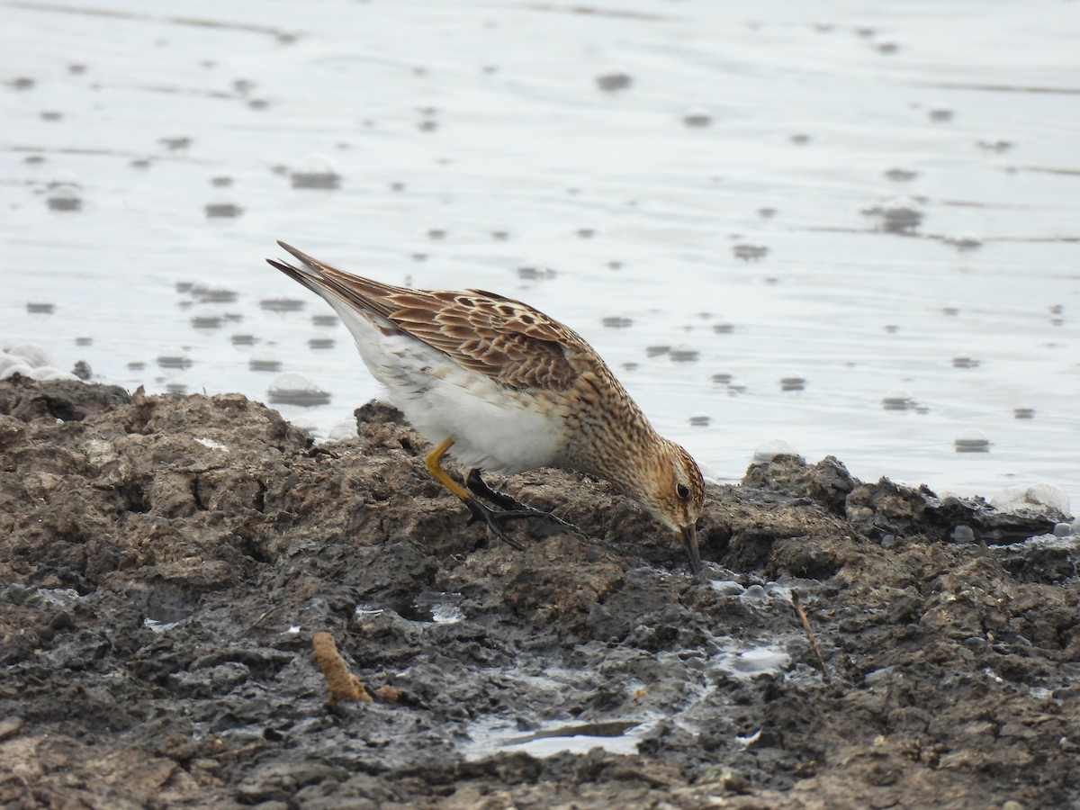 Pectoral Sandpiper - ML623127716