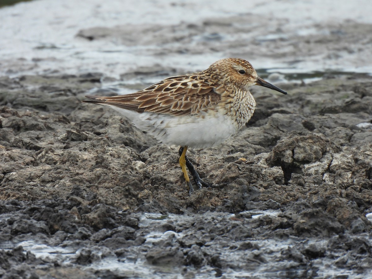 Pectoral Sandpiper - ML623127717