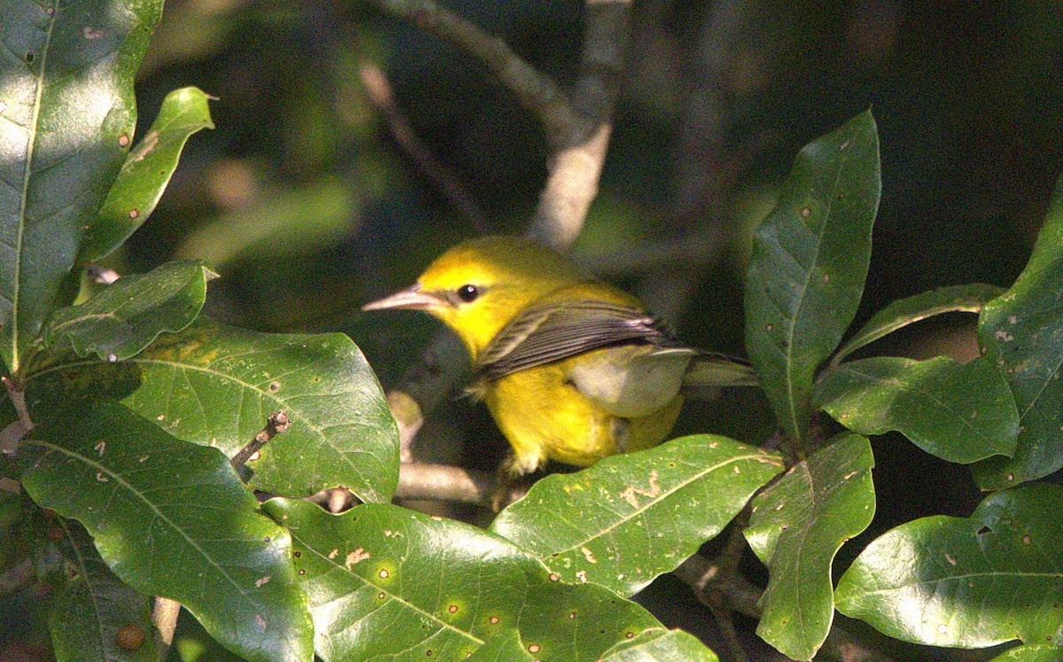 Blue-winged Warbler - ML623127722