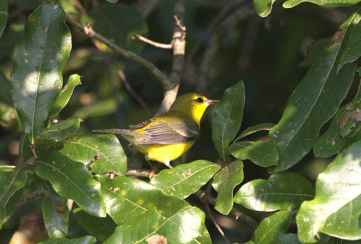 Blue-winged Warbler - ML623127723