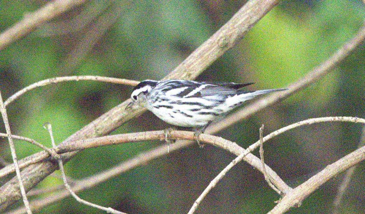 Black-and-white Warbler - ML623127729