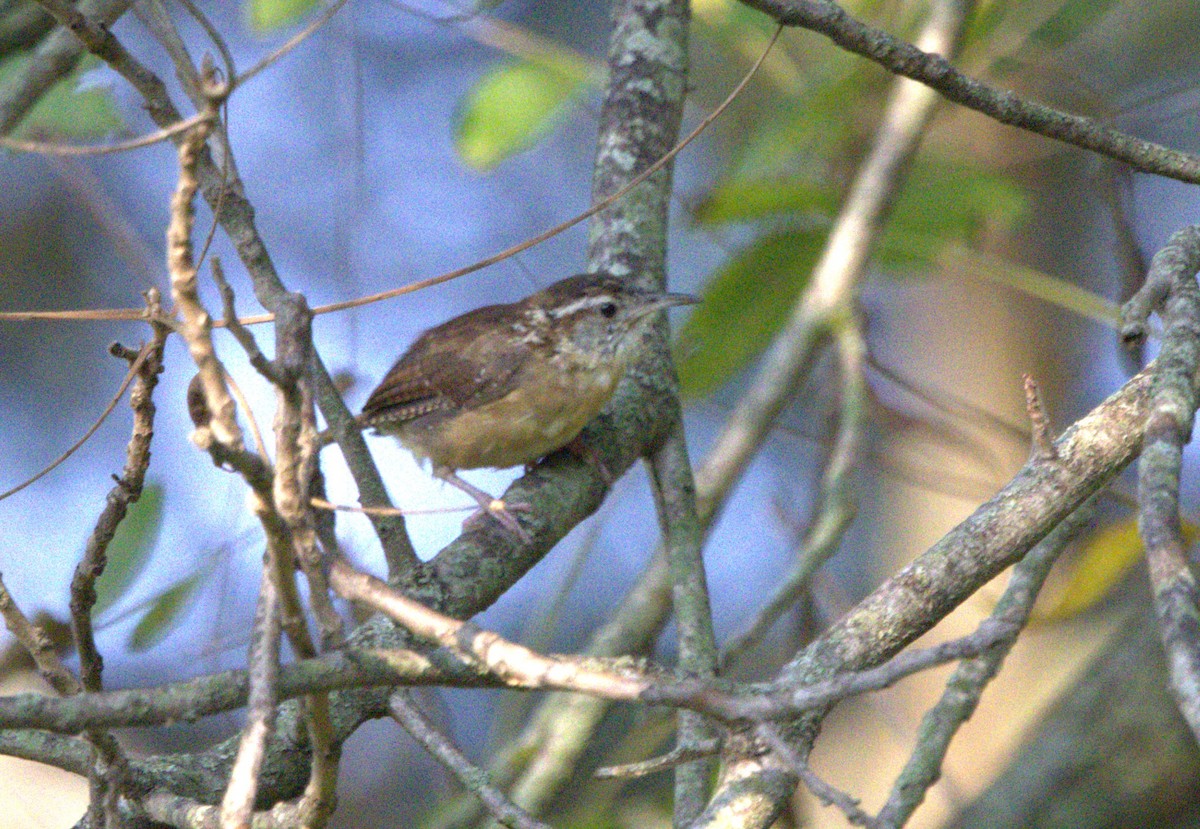 Carolina Wren - ML623127744