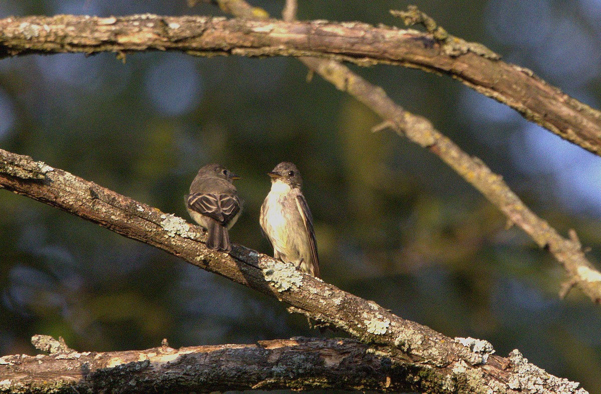 Eastern Wood-Pewee - ML623127752