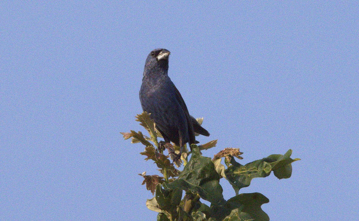 Blue Grosbeak - ML623127851