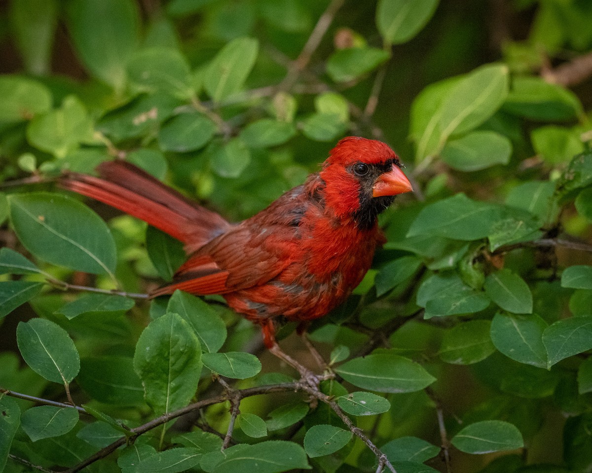 Northern Cardinal - ML623127878