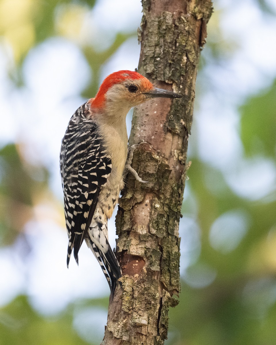 Red-bellied Woodpecker - ML623127893