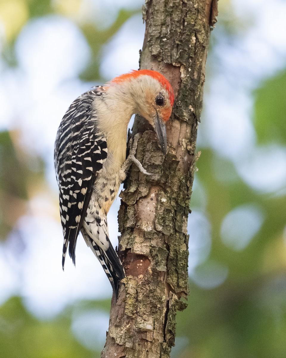 Red-bellied Woodpecker - ML623127895