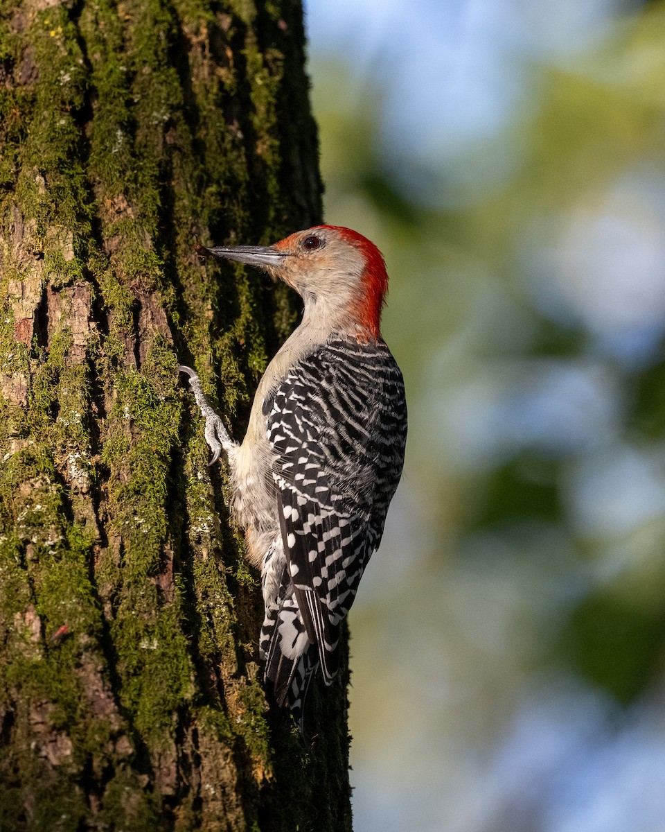 Red-bellied Woodpecker - ML623127896