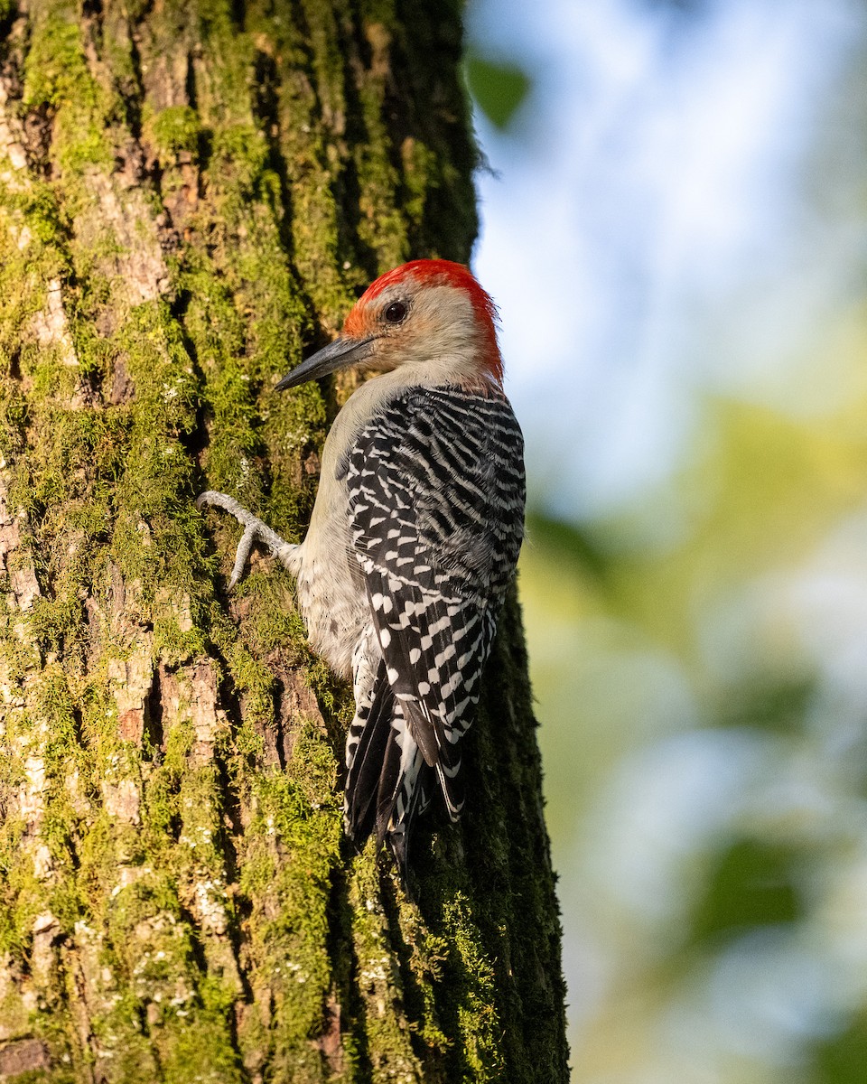 Red-bellied Woodpecker - ML623127898