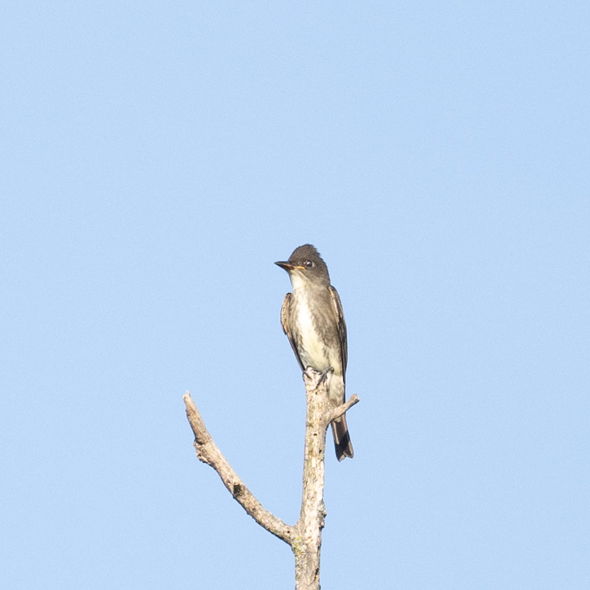 Olive-sided Flycatcher - ML623127901