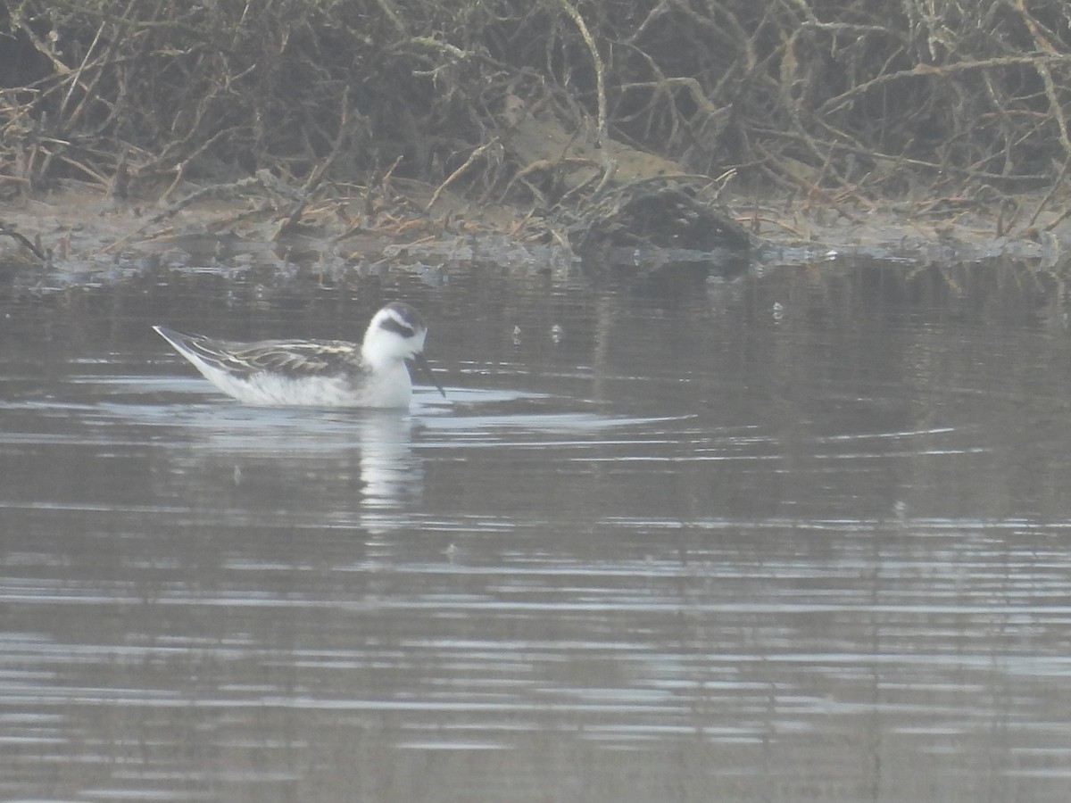 Red-necked Phalarope - ML623128186