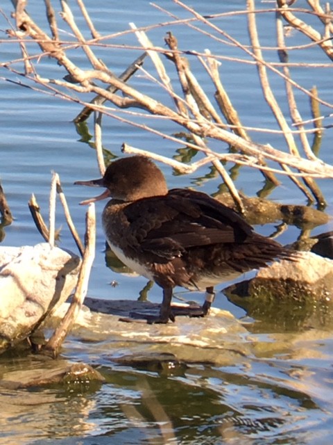 merganser sp. - ML62312831