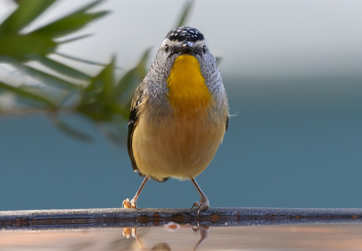 Spotted Pardalote - shorty w