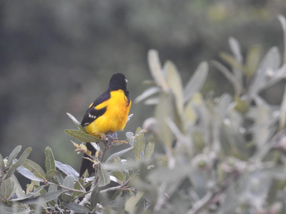 Bar-winged Oriole - ML623128405