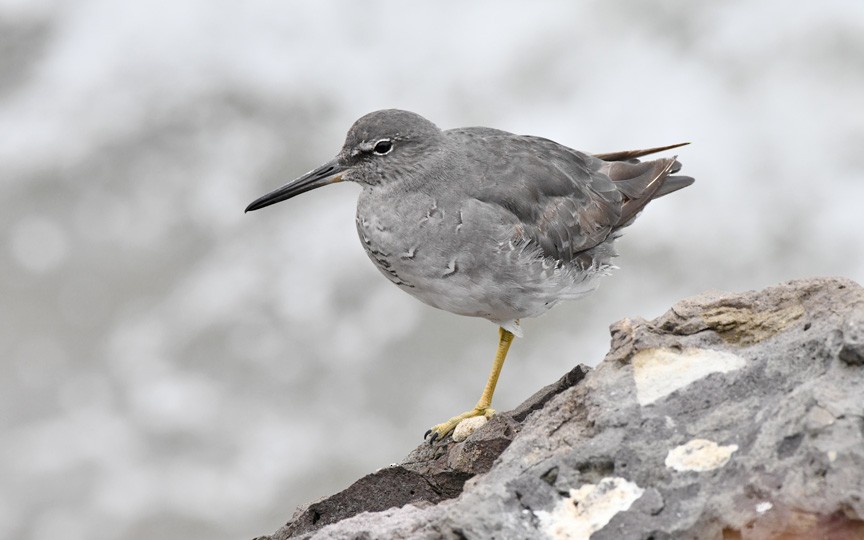 Wandering Tattler - ML623128432