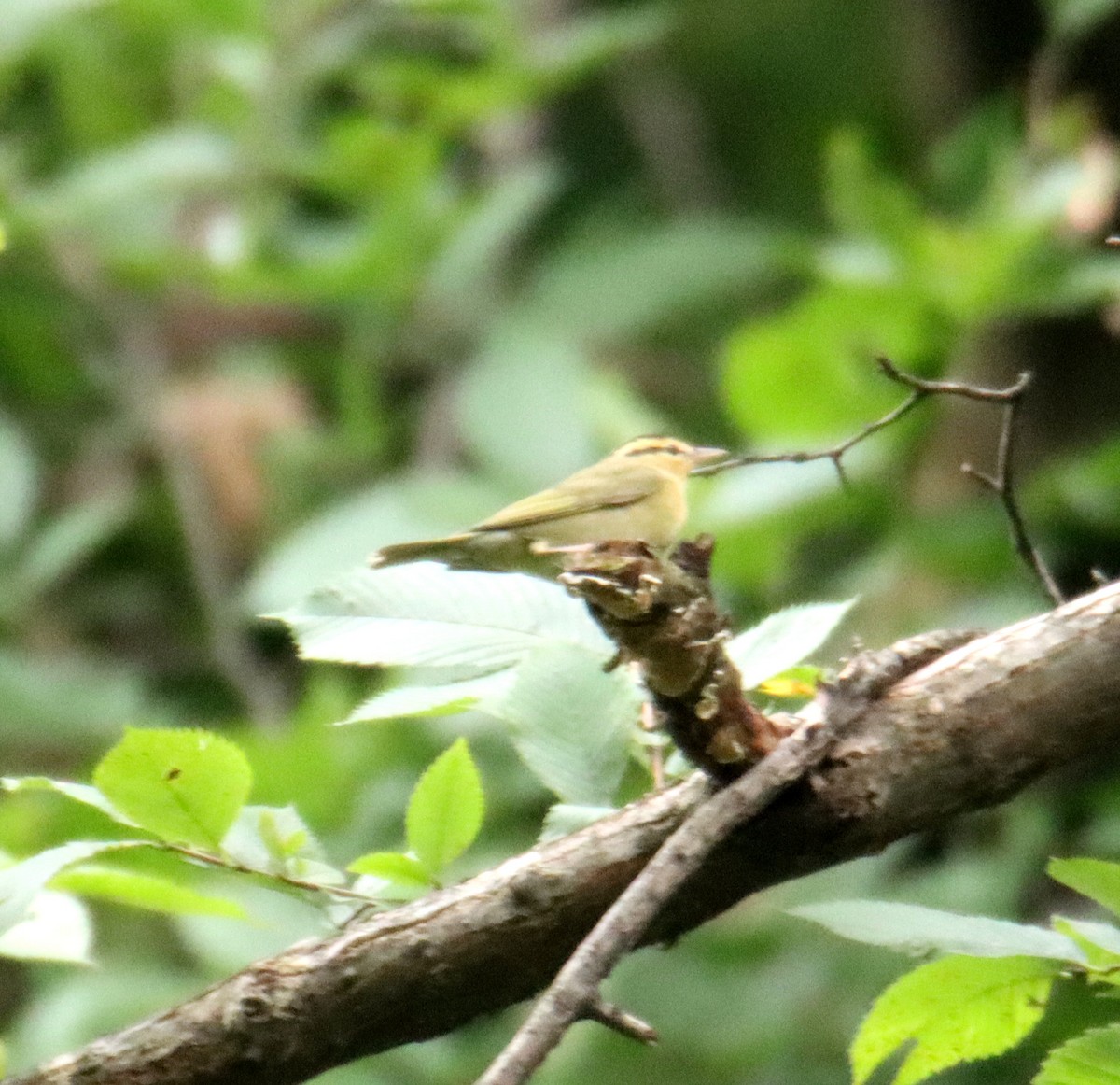 Worm-eating Warbler - ML623128504