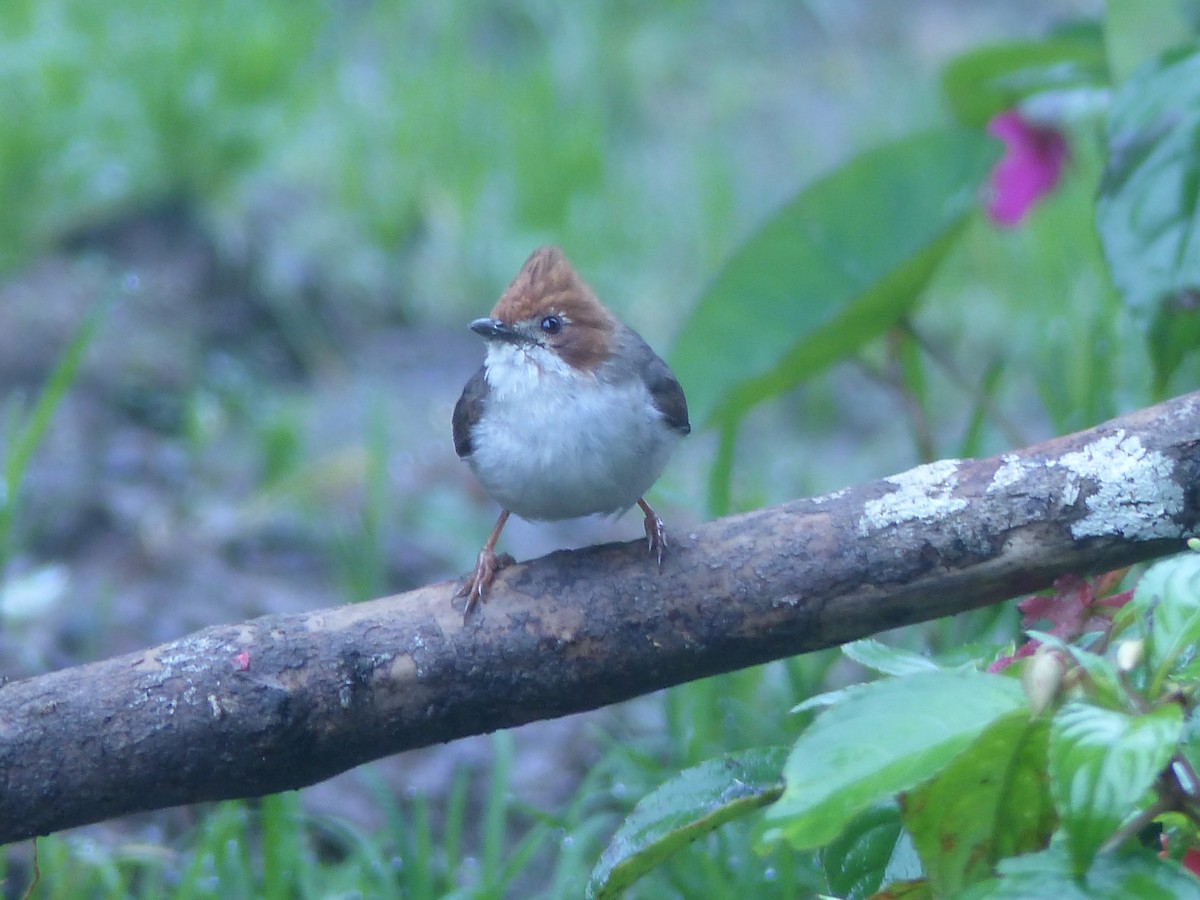 Chestnut-crested Yuhina - ML623128506