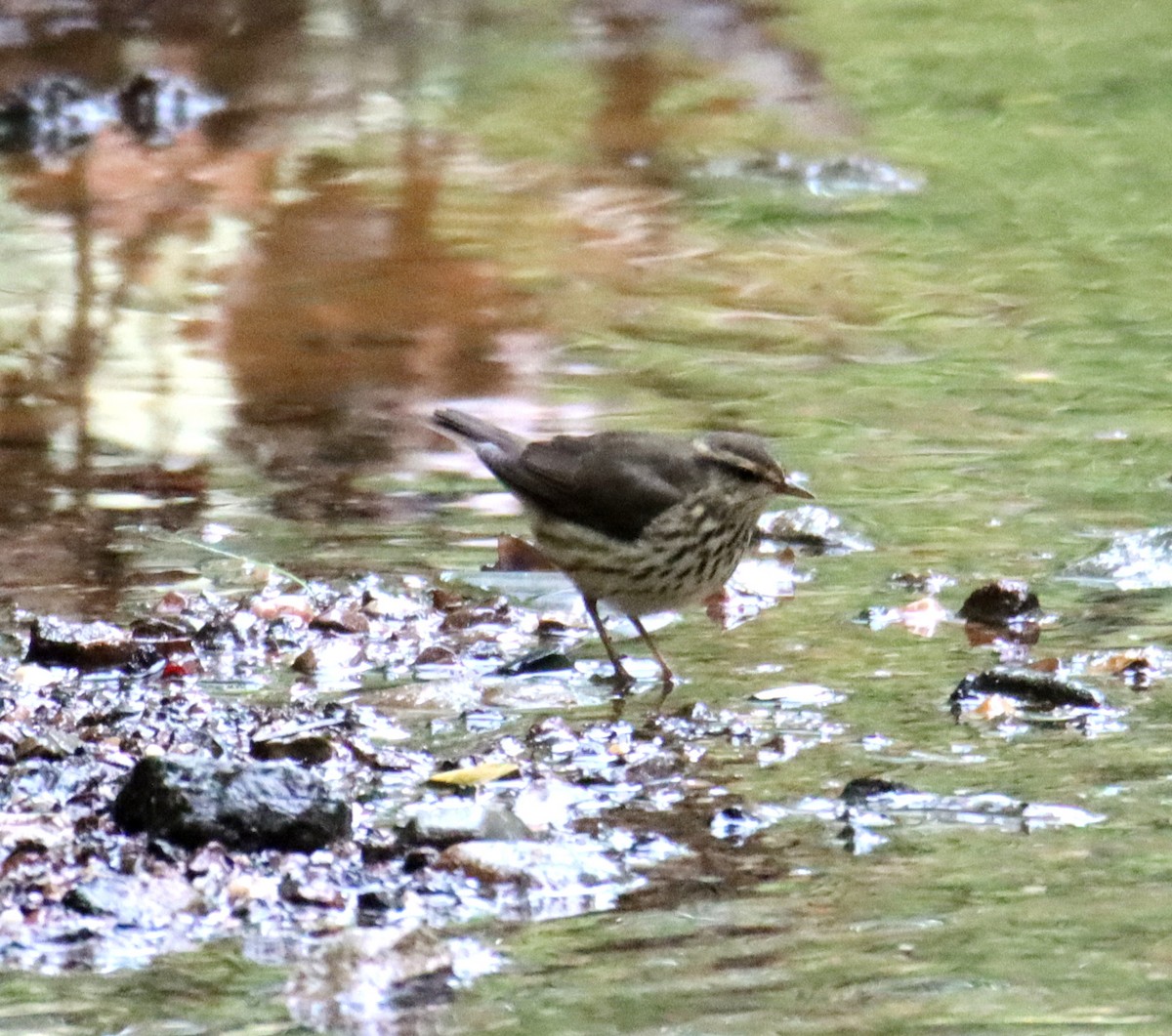 Northern Waterthrush - ML623128507