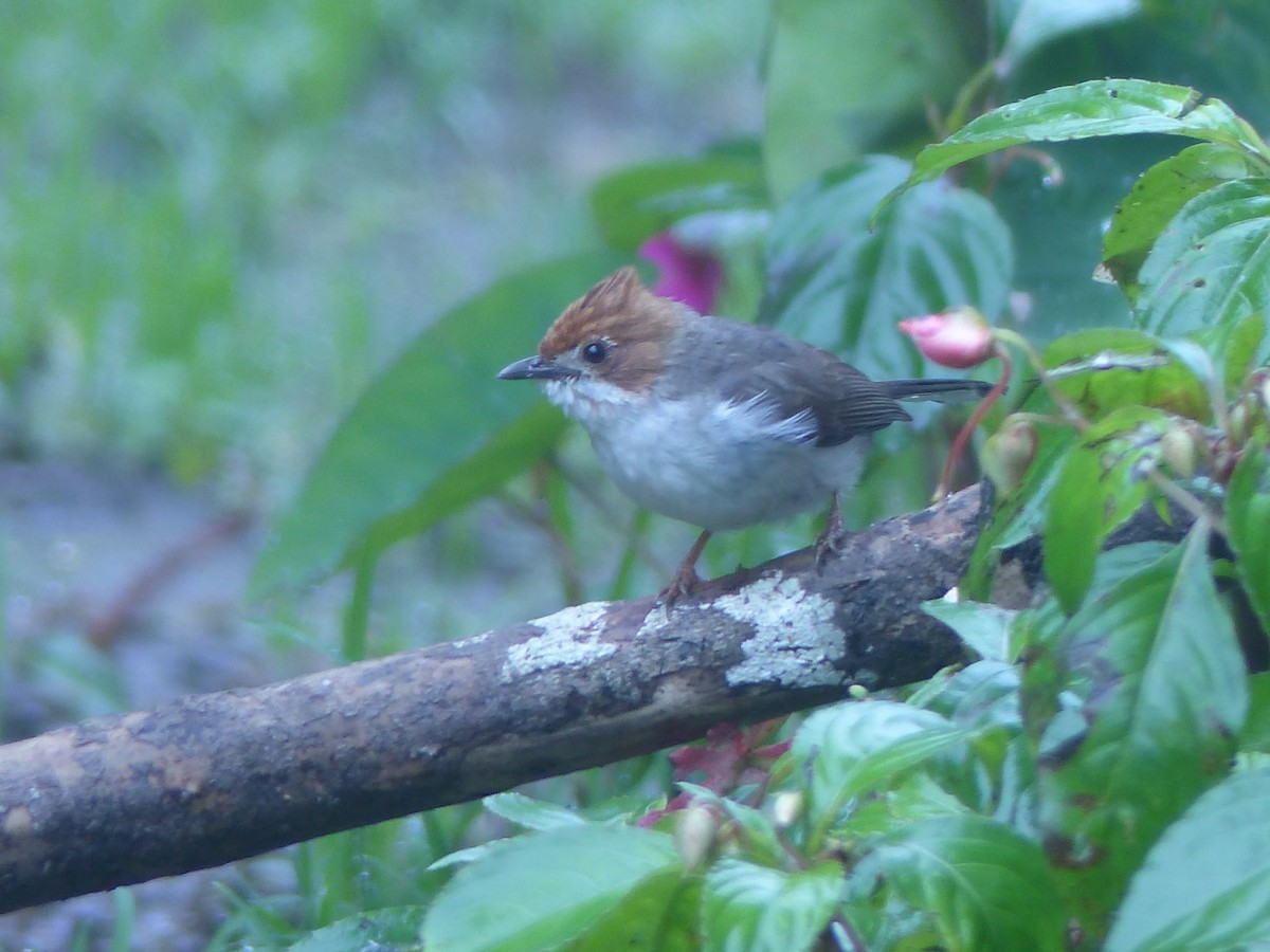 Chestnut-crested Yuhina - ML623128509