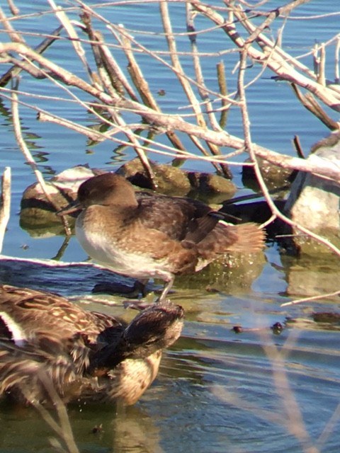 merganser sp. - Derek Lecy